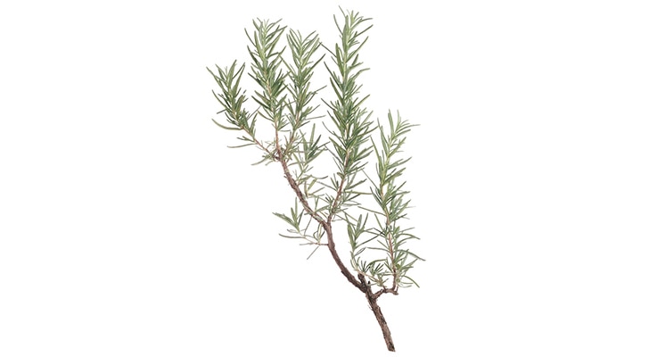 ROSMARINUS (ROSEMARY) OFFICINALIS LEAF EXTRACT